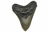 Serrated, Fossil Megalodon Tooth - North Carolina #348155-1